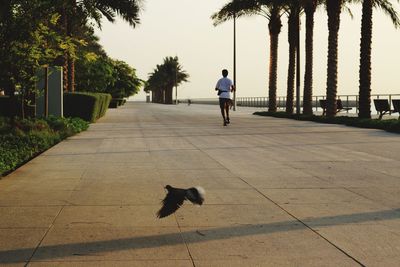 Rear view of man walking on footpath amidst trees