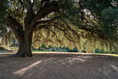Road by trees in city