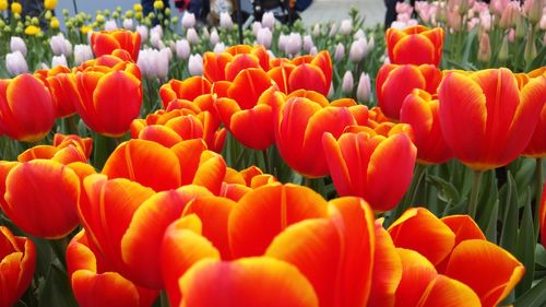 Close-up of orange tulips