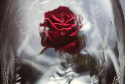 Close-up of red flower