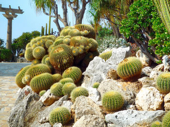 Close-up barrel cactus on rocks