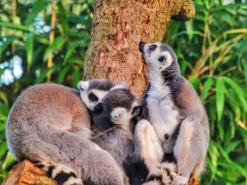 Close-up of sheep on tree trunk