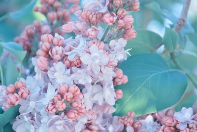 Close-up of pink flowering plant