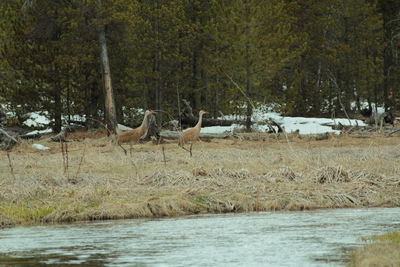 Deer in a lake