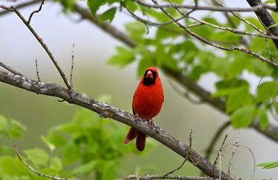 Close-up of bird perching on branch