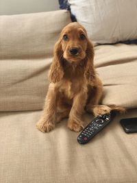 Portrait of dog sitting on sofa