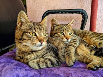 Close-up of a cat resting