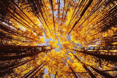 Low angle view of trees in forest during autumn