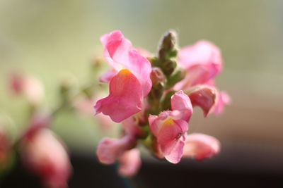 Close-up of pink flowers blooming outdoors