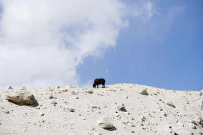 Low angle view of yak standing against sky