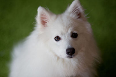 High angle portrait of pomeranian