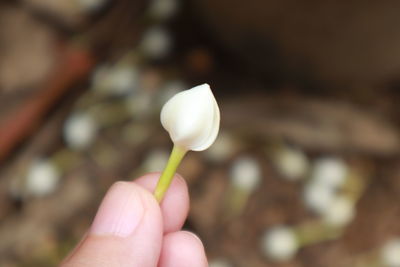 Close-up of hand holding small white flowering plant