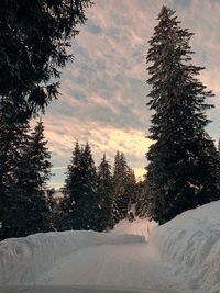 Snow covered pine trees against sky during sunset