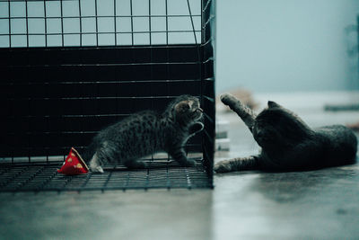 Side view of two cats in cage