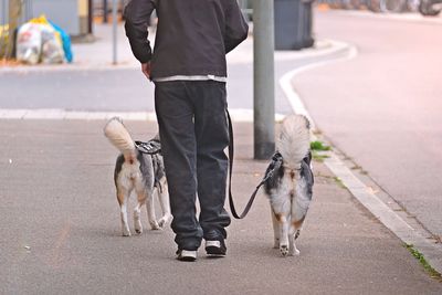 Rear view of dogs walking on road