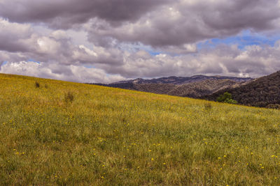 Scenic view of field against sky