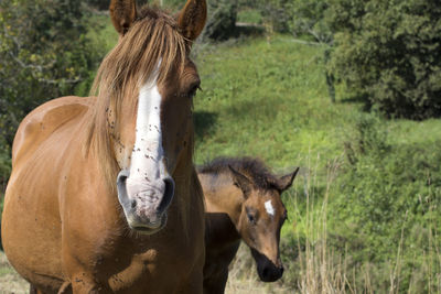 View of a horse