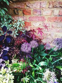 Purple flowers blooming outdoors