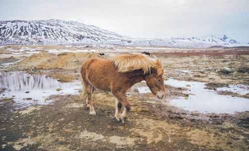 Horse standing on snow field against sky