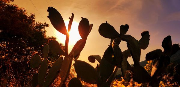 Silhouette plants growing on field against sky during sunset