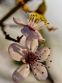Close-up of cherry blossom