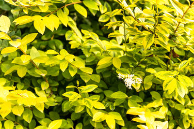 Close-up of yellow flowering plant