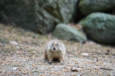 Portrait of sheep on rock