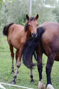 Horses standing in ranch