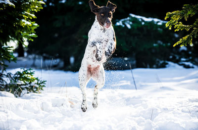 Dog in snow