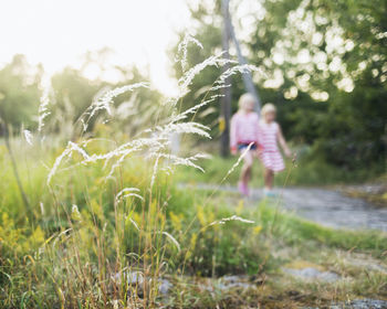 Grass, girls on background