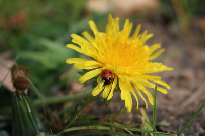 Close-up of insect on yellow flower