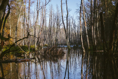 Scenic view of lake in forest