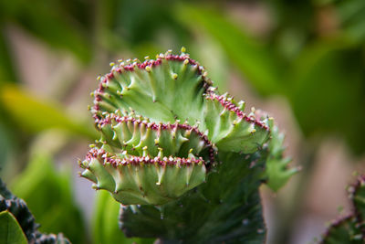 Close-up of succulent plant