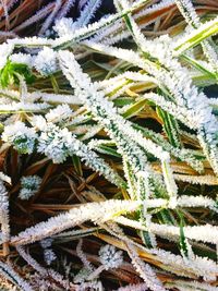 Full frame shot of frozen plants during winter