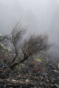 Dead tree on rock during winter