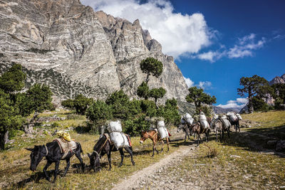 Panoramic view of horse cart on land against sky