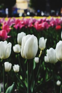 Close-up of white roses in park