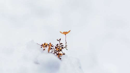 Close-up of lizard on tree against sky