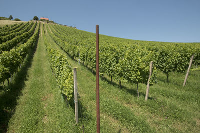 Vineyard with vines with green leaves, wine growing in viticulture