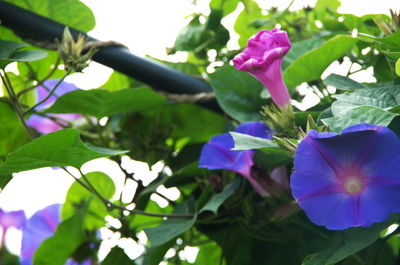 Close-up of pink flowers blooming outdoors