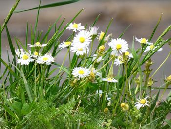 Close-up of white flowering plant on field