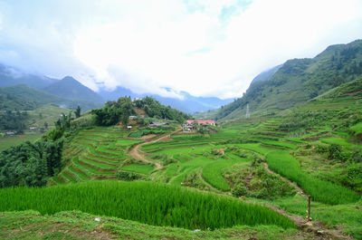 Scenic view of agricultural field against sky