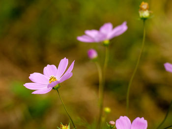 Close-up of pink cosmos flower