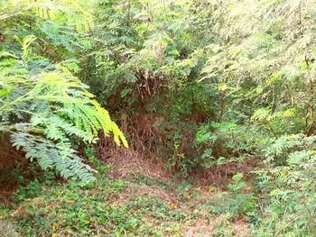 Trees growing in forest