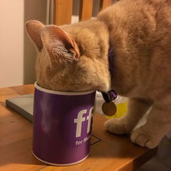 Close-up of cat on table