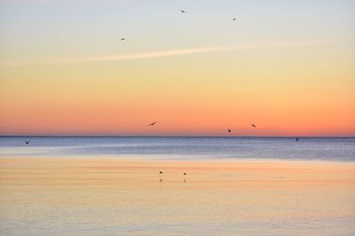 Seagulls over the baltic sea in gdynia