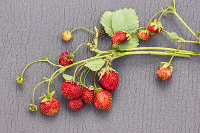 High angle view of fruits growing on plant