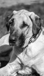 Close-up portrait of dog
