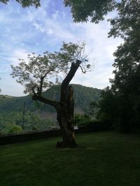 Tree on field against sky