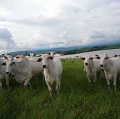 Cows grazing on grassy field